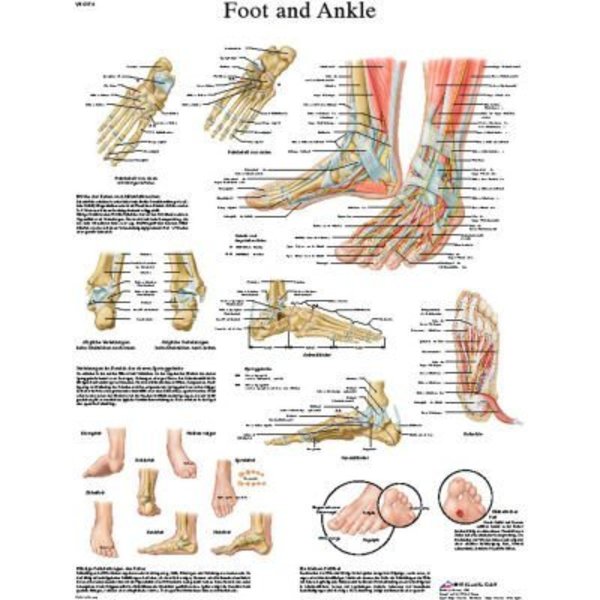Fabrication Enterprises 3B® Anatomical Chart - Foot & Ankle, Laminated 12-4608L